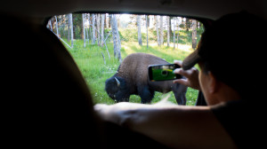 Bison in Hayden Valley in Yellowstone National Park